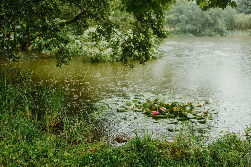 Moisture Sources Like Ponds Or Damp Soil Are Present