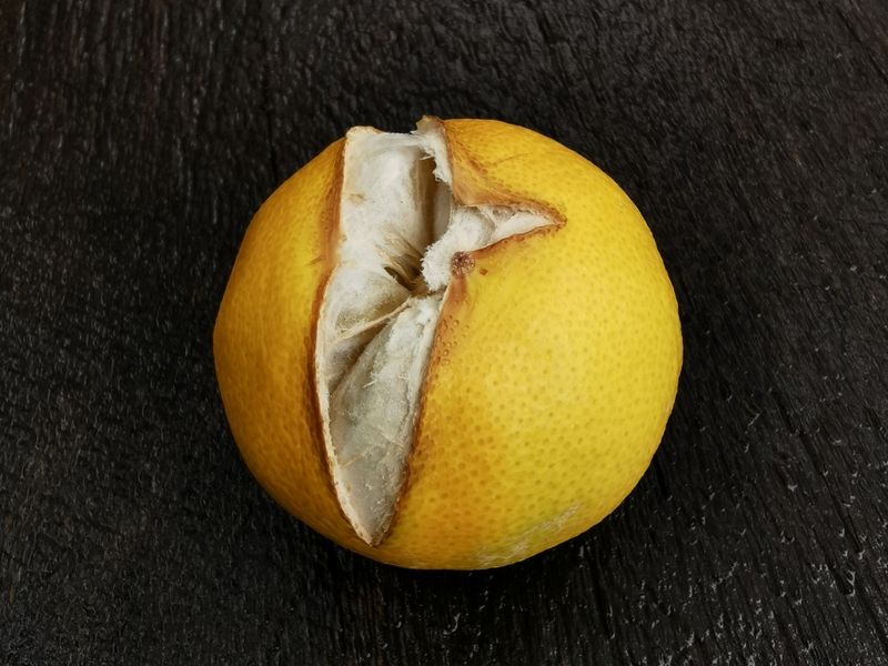 Moisture Stress Makes Citrus Fruit More Likely To Split Moisture Stress Makes Citrus Fruit More Likely To Split