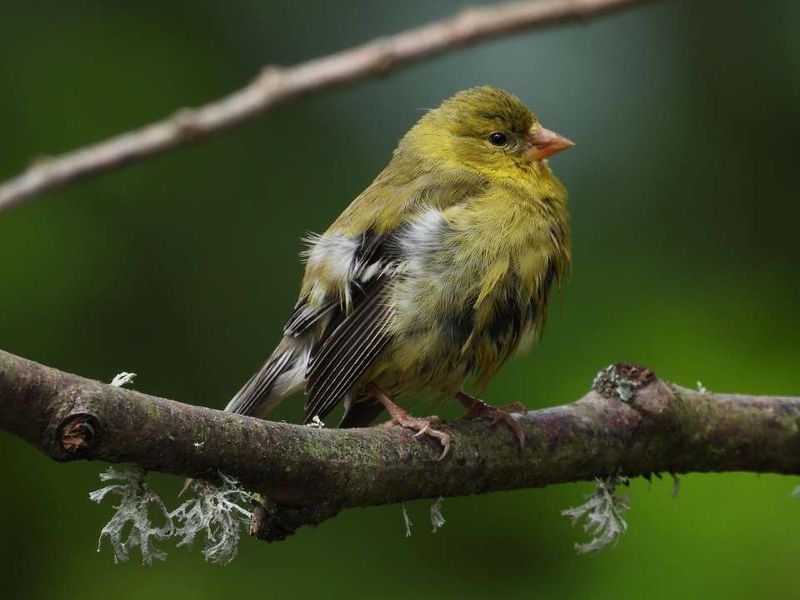 Molting Feathers Remind You That Change Can Still Look Beautiful