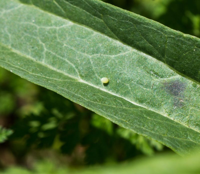 Monarch Eggs Can Hide On The Undersides Of Leaves Monarch Eggs Can Hide On The Undersides Of Leaves