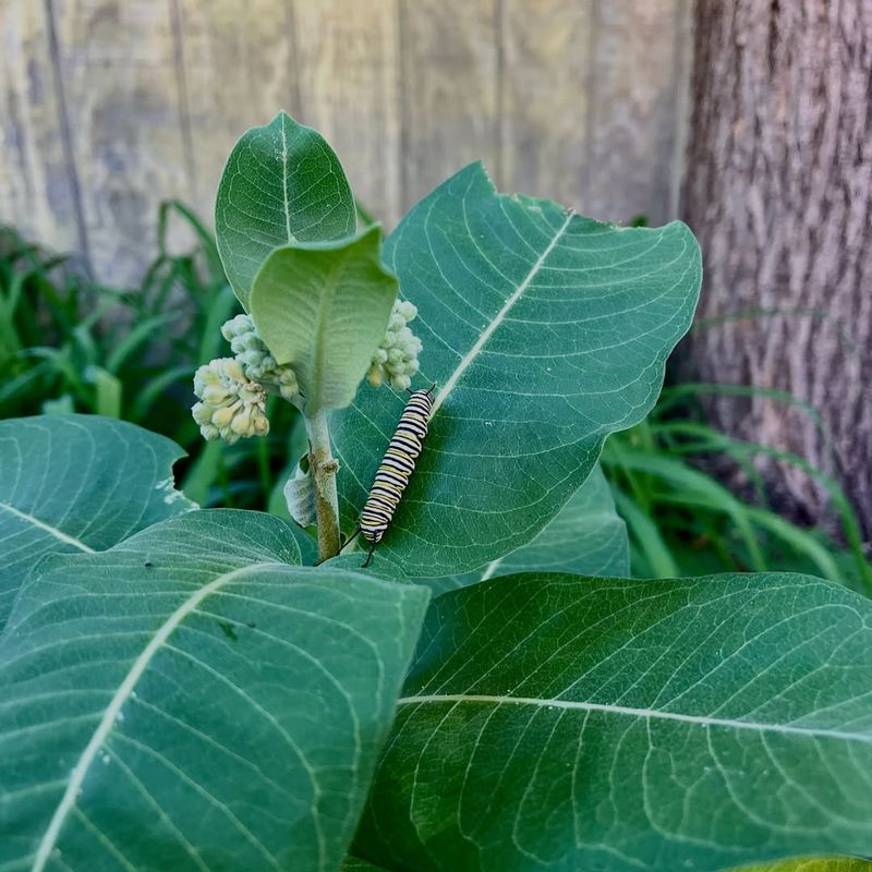 Monarchs Need Milkweed Leaves