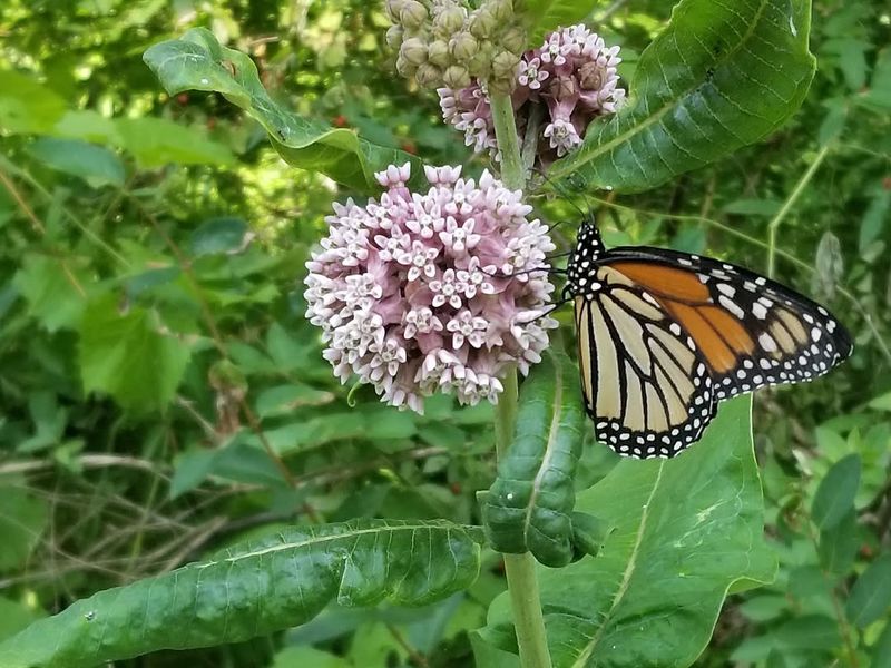 Monarchs Need Showy Milkweed For Their Caterpillars Monarchs Need Showy Milkweed For Their Caterpillars