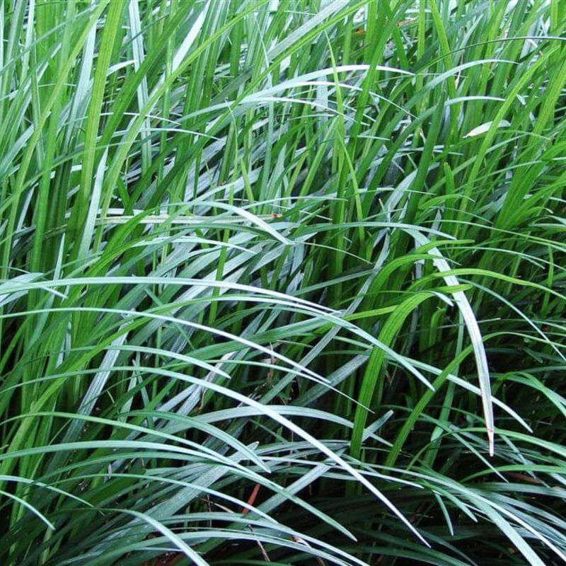 Mondo Grass Covers Narrow Spaces With Ease Mondo Grass Covers Narrow Spaces With Ease