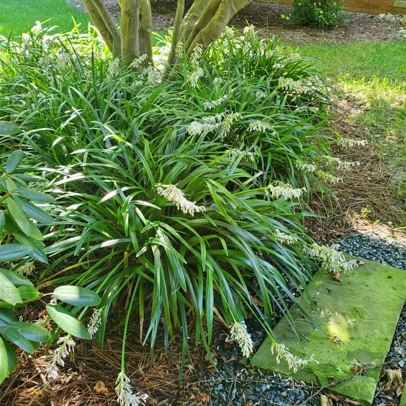 Mondo Grass Gives Shade A Neat, Low Ground Layer