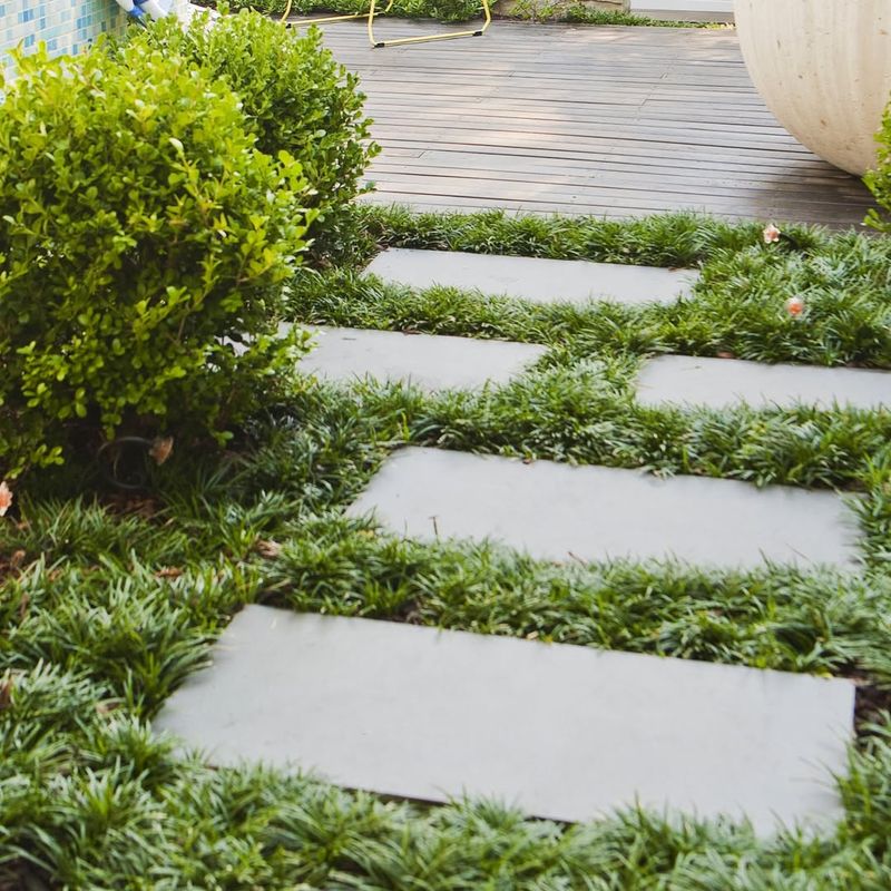 Mondo Grass Handles Dry Shade With Very Little Fuss