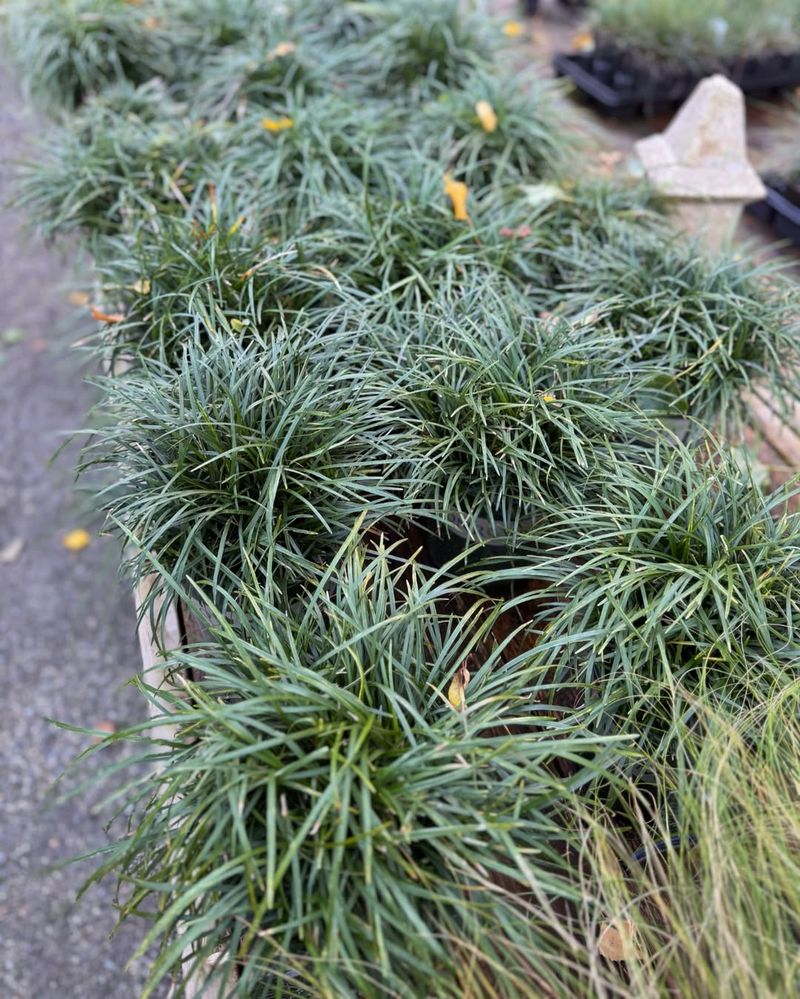 Mondo Grass (Ophiopogon Japonicus)