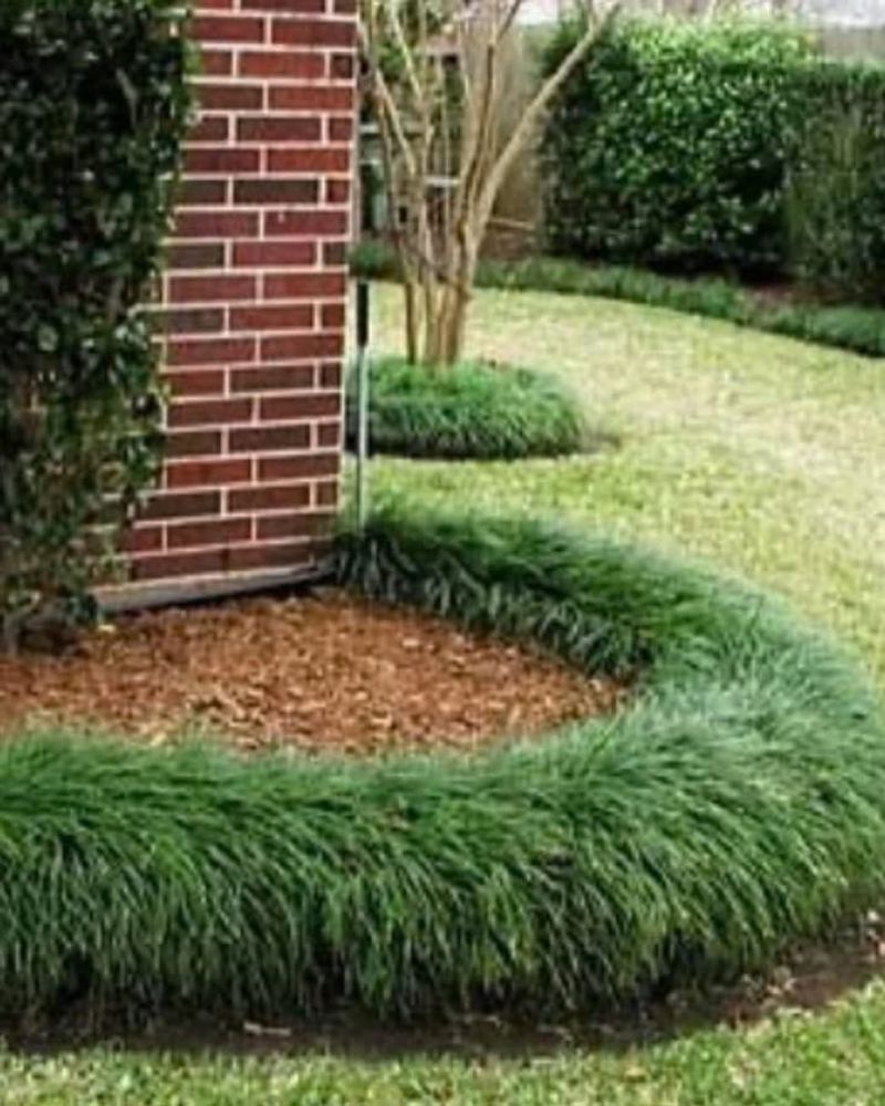 Mondo Grass Mondo Grass
