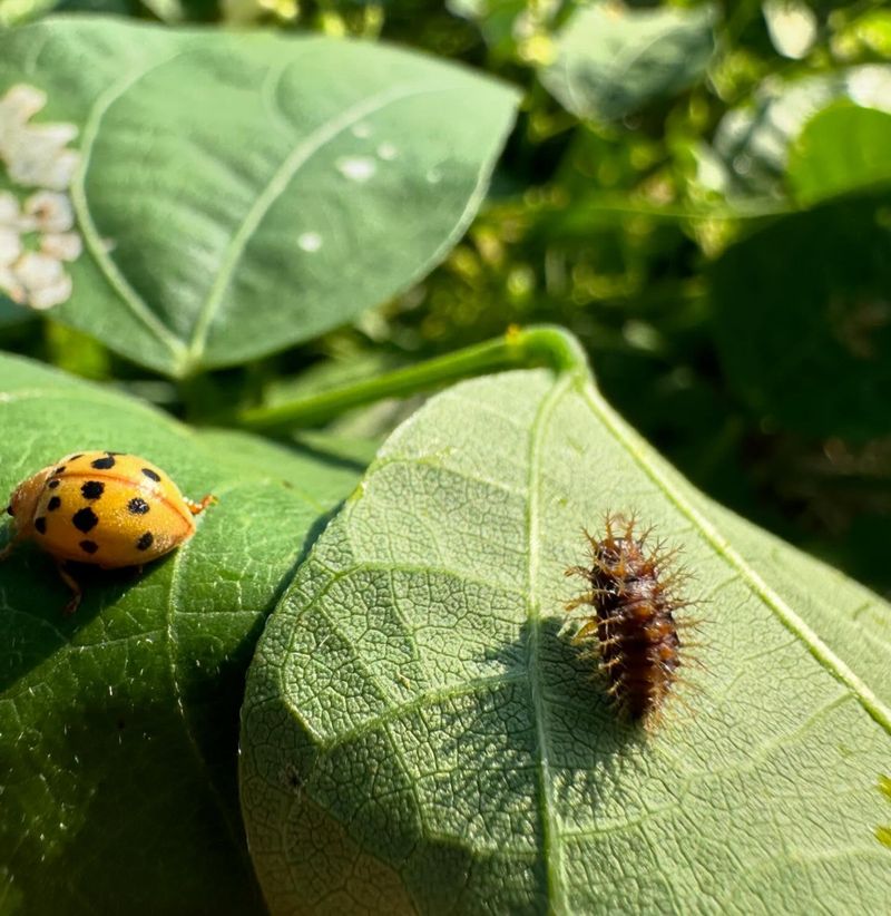 Monitor And Control Pests Early