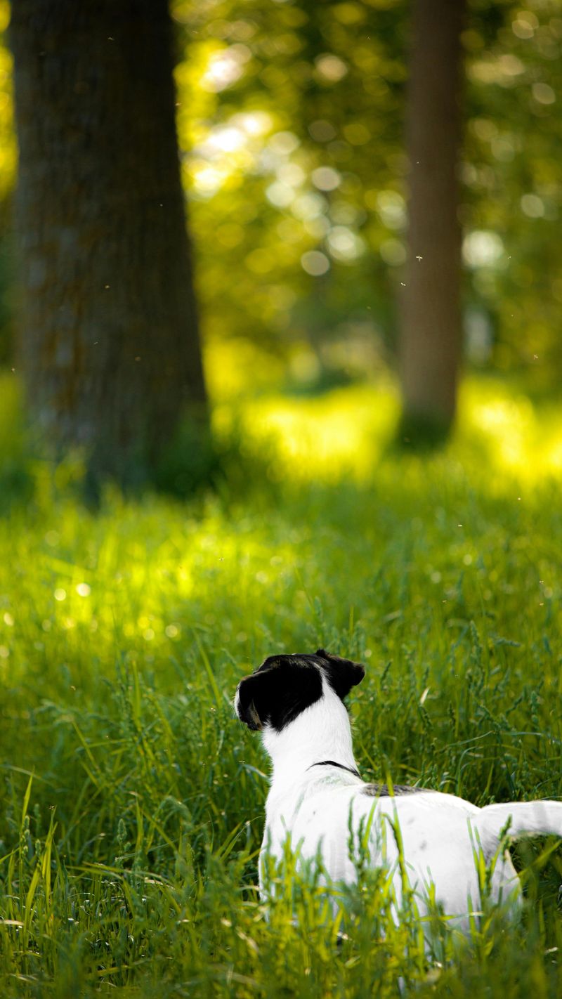 Monitor Dogs Around Cicadas