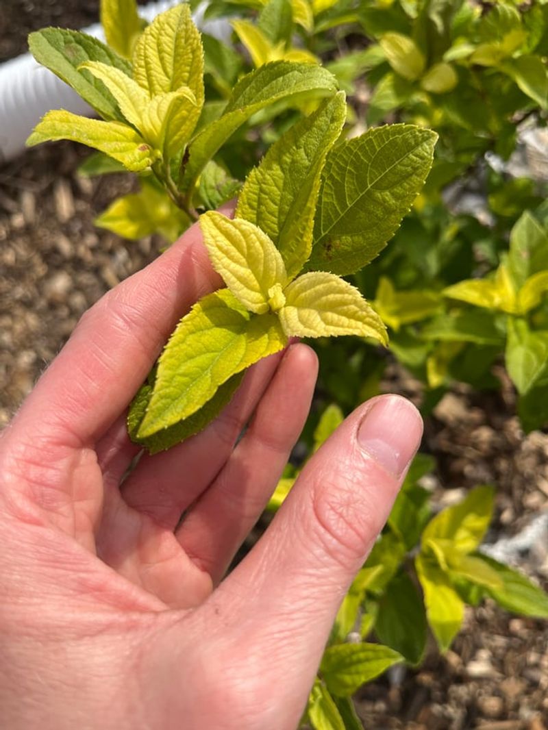 Monitor Foliage For Early Signs Of Stress
