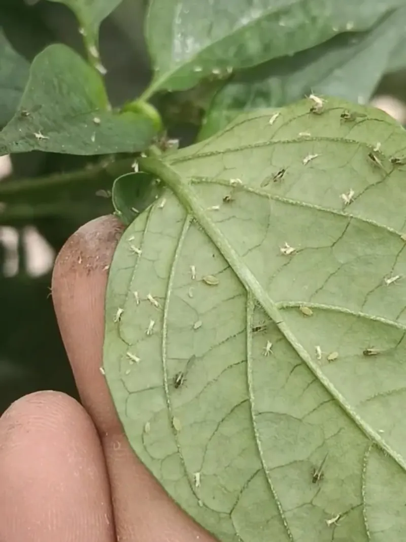 Monitor For Aphids And Spider Mites