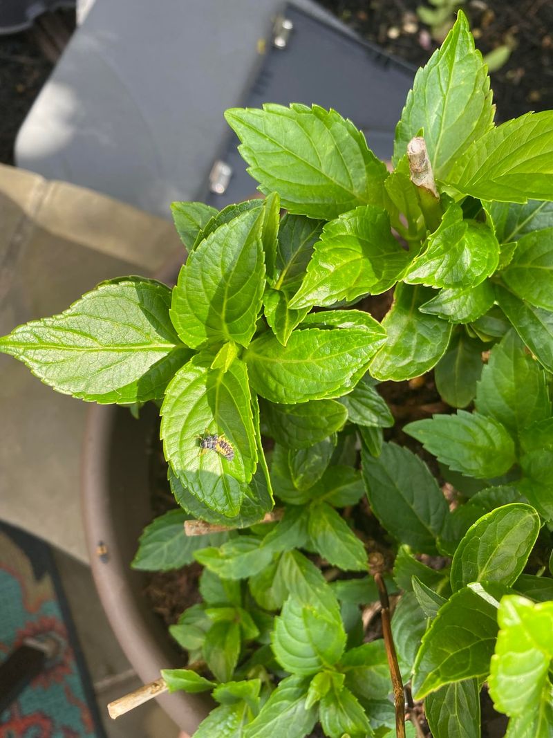 Monitor For Pests And Disease Early