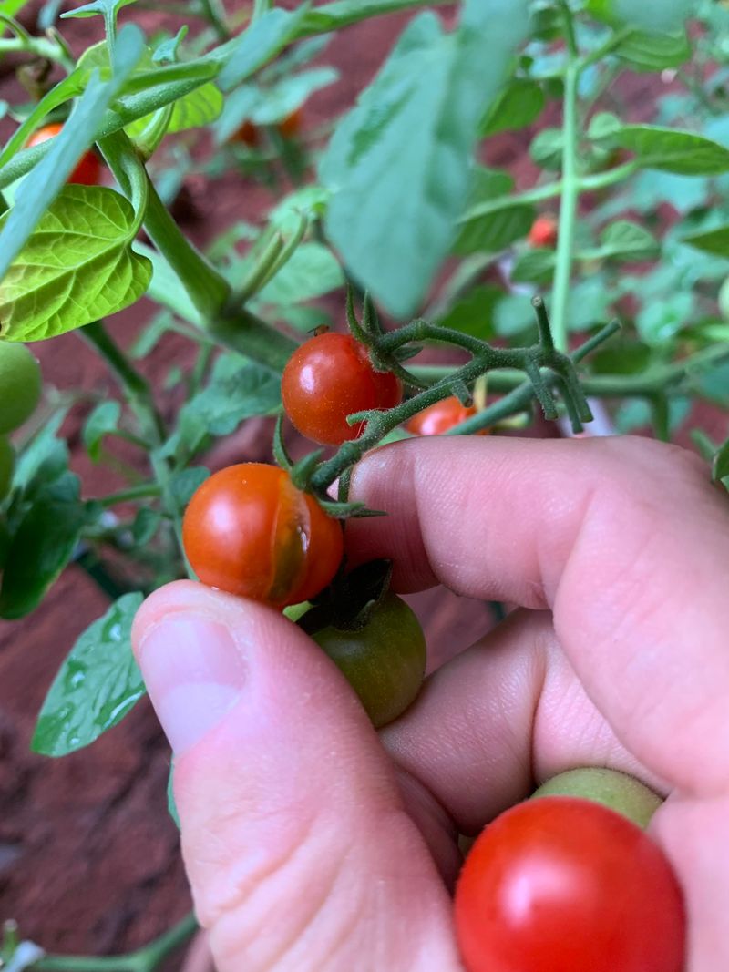 Monitor For Pests And Disease To Keep Fruit Strong