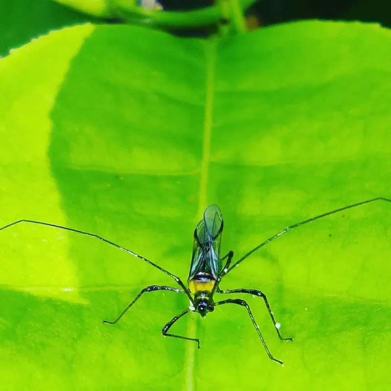 Monitor For Pests And Diseases Monitor For Pests And Diseases