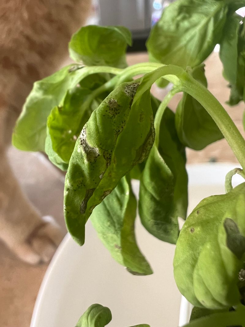 Monitor For Pests Regularly