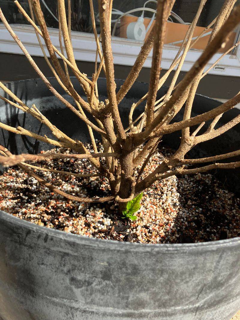Monitor New Growth Through Summer Monitor New Growth Through Summer