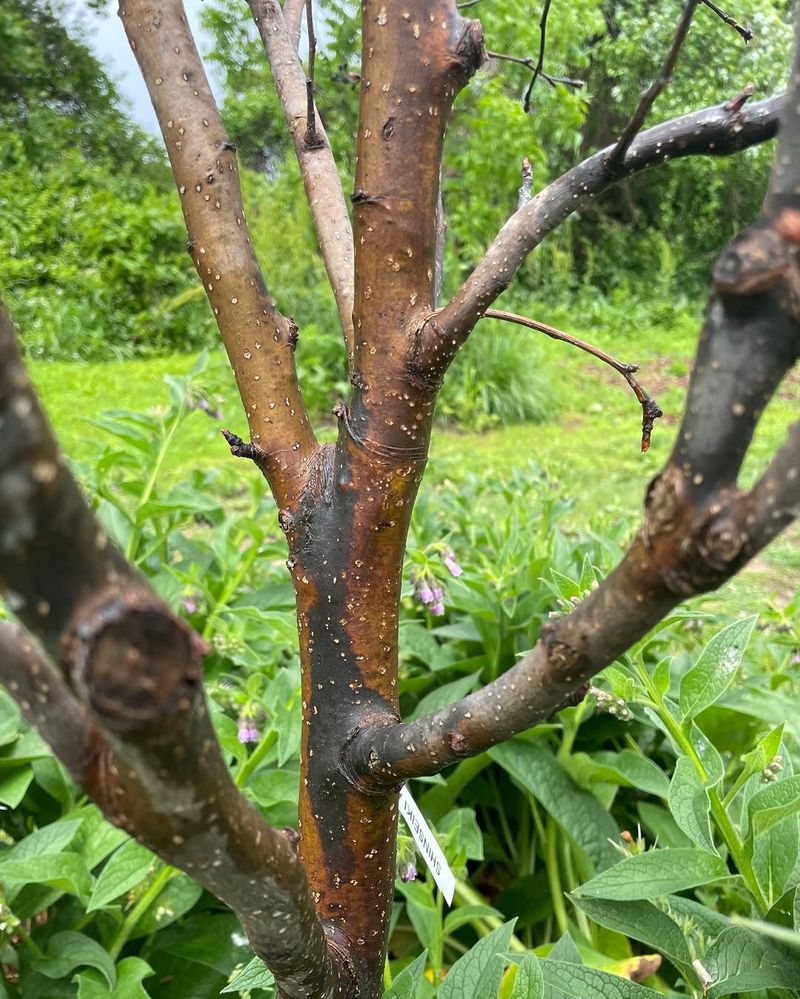 Monitor Surrounding Trees And Orchards