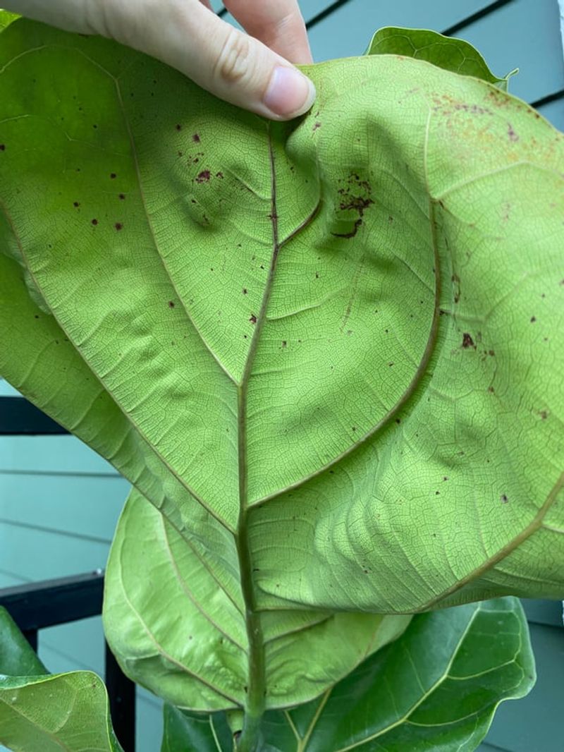 Monitor Undersides Of Leaves With Regular Visual Checks Monitor Undersides Of Leaves With Regular Visual Checks