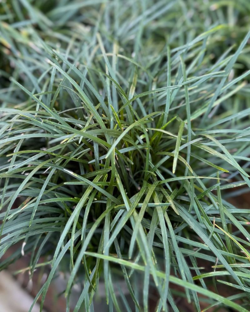 Monkey Grass (Ophiopogon Spp.)