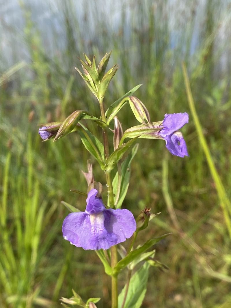 Monkeyflower Fits Soggy Corners Monkeyflower Fits Soggy Corners