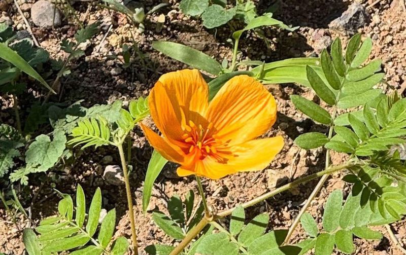 Monsoon Conditions Can Influence Plant Growth Patterns Monsoon Conditions Can Influence Plant Growth Patterns