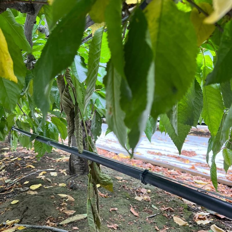 Monsoon Rain Should Change Your Watering Schedule Monsoon Rain Should Change Your Watering Schedule