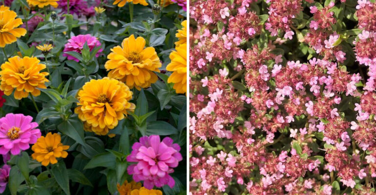 Montana Garden Plants That Thrive With Water And The Ones That Simply Don’t Need It