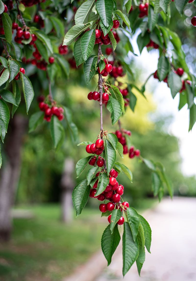 Montmorency Cherry