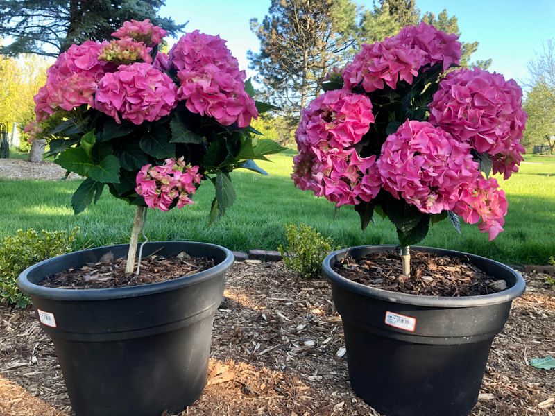 Mophead Hydrangeas Struggle In Hotter Yards Mophead Hydrangeas Struggle In Hotter Yards