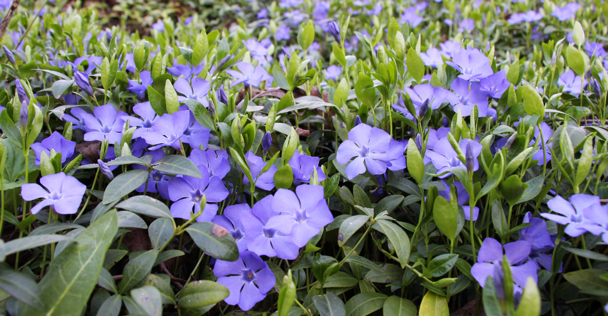 vinca