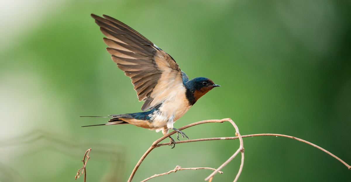 barn swallow