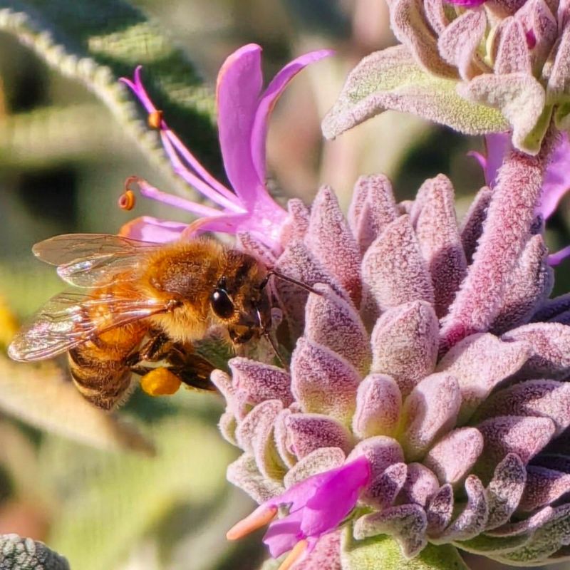 More Beneficial Insects Near The Garden