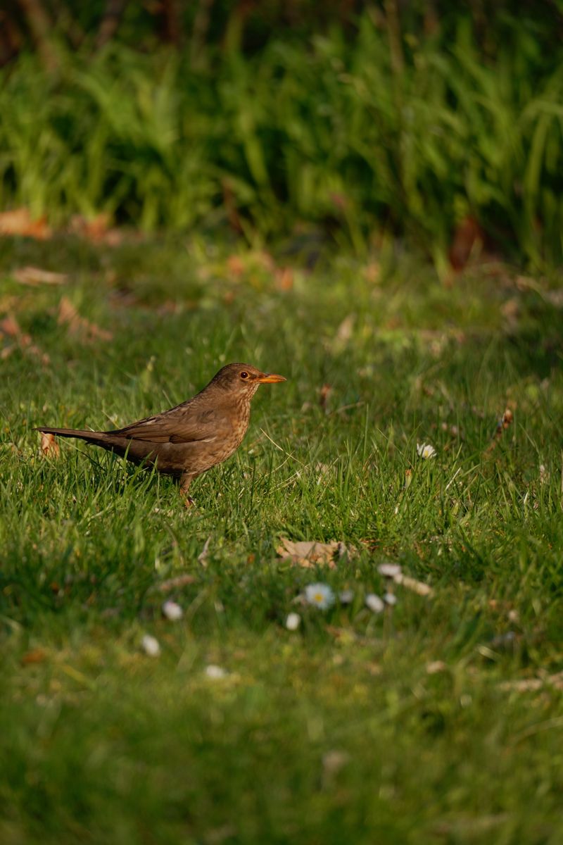 More Birds Visiting And Foraging In The Garden More Birds Visiting And Foraging In The Garden