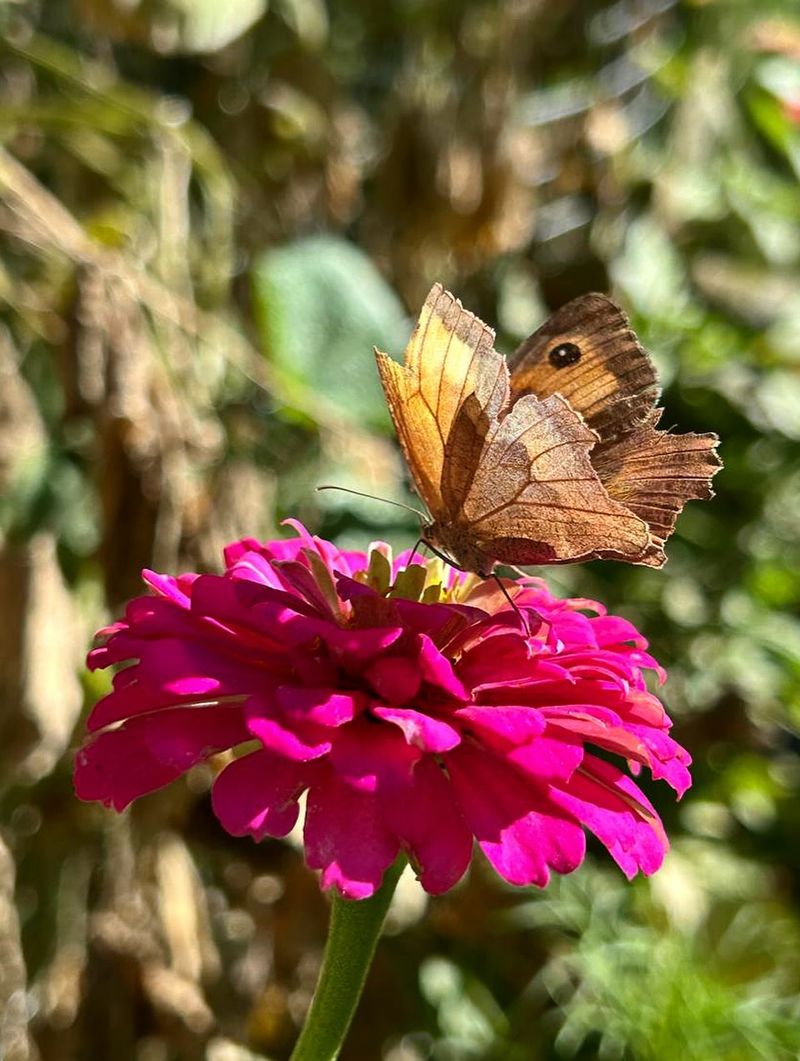 More Butterflies And Moths