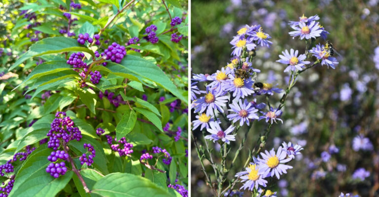 american beautyberry and aster