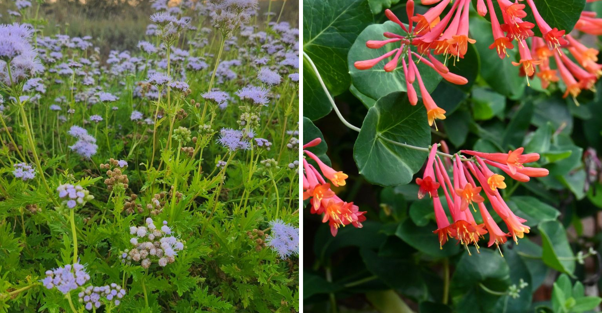 gregg's mistflower and coral honeysuckle