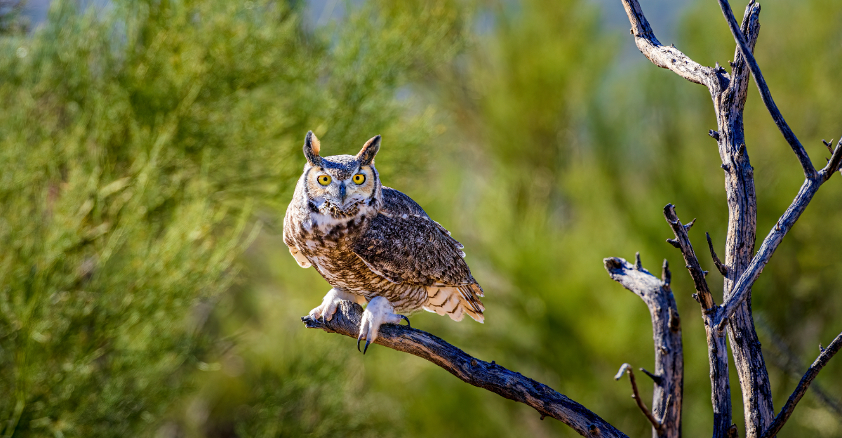 great horned owl