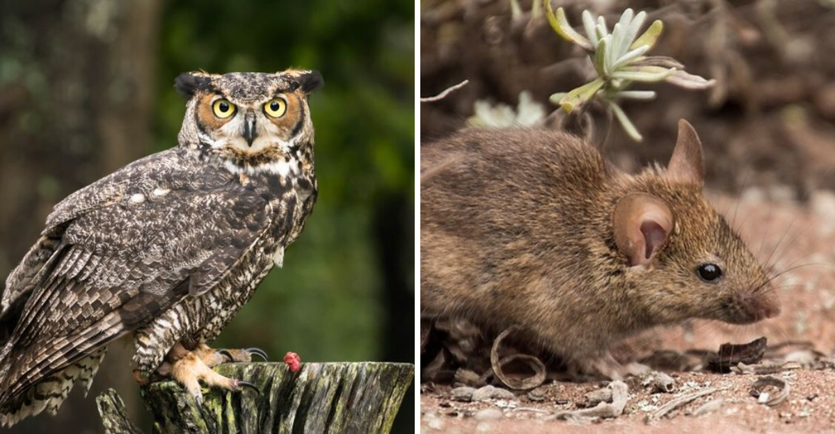 great horned owl and mouse