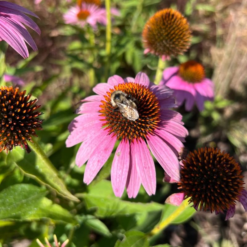 More Native Bees In The Yard