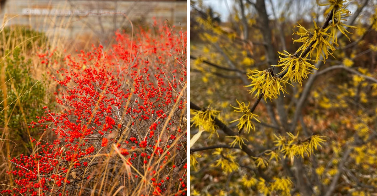 winterberry holly and witch hazel