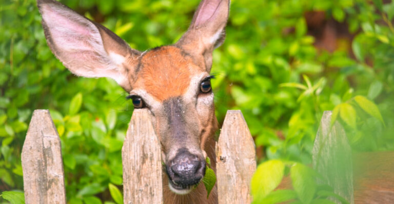 More Native Shrubs In Your Texas Garden Less Deer Damage – Here Is What To Plant
