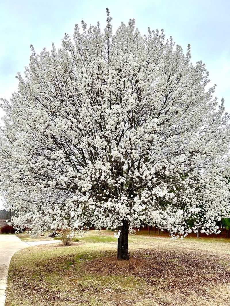 More North Carolina Communities Are Hosting Bradford Pear Removal And Replacement Events More North Carolina Communities Are Hosting Bradford Pear Removal And Replacement Events