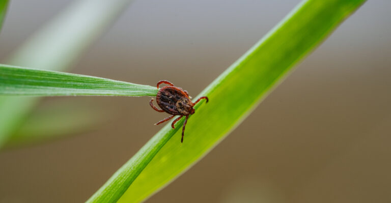 tick on plant