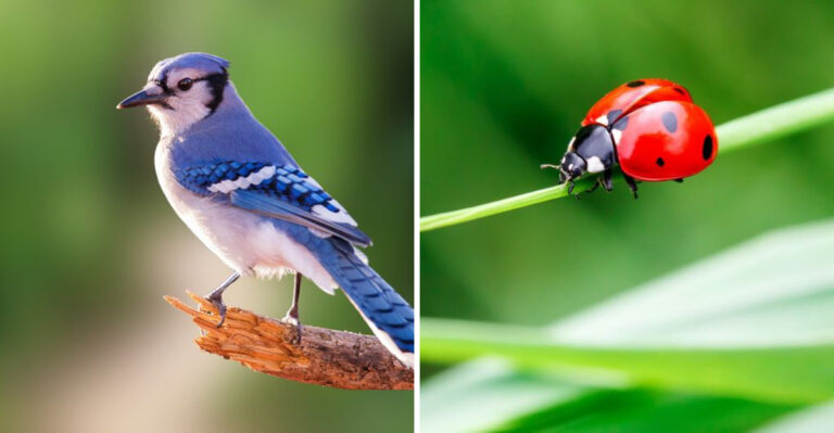 More Of These Pennsylvania Garden Visitors In July Means Fewer Spotted Lanternfly Problems All Season
