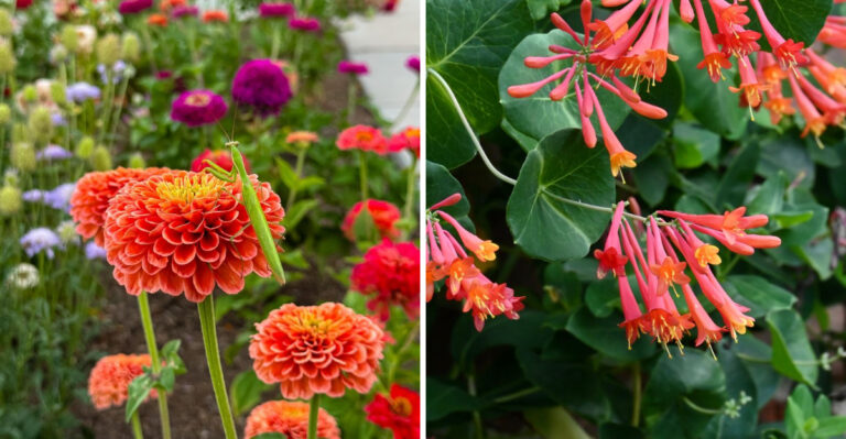More Praying Mantises In Your Texas Garden Means Fewer Pest Insects (How To Attract Them)