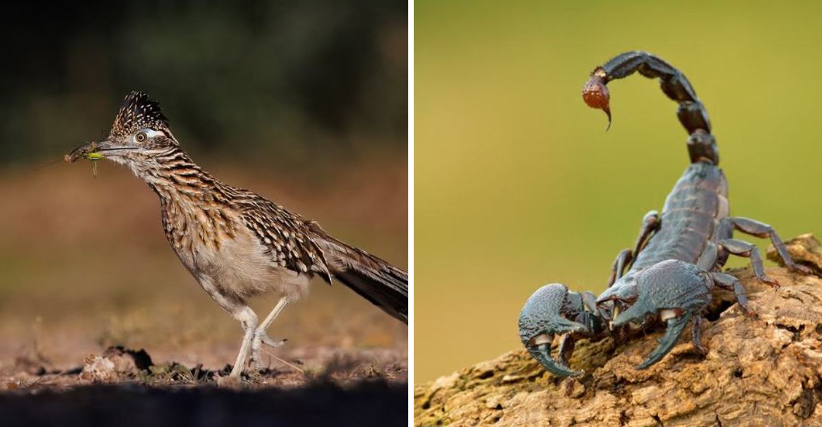 roadrunner and scorpion