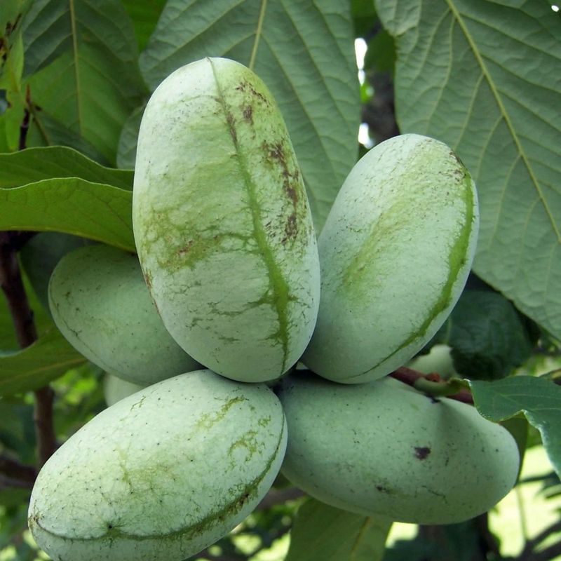 More Than One Tree Improves Harvests