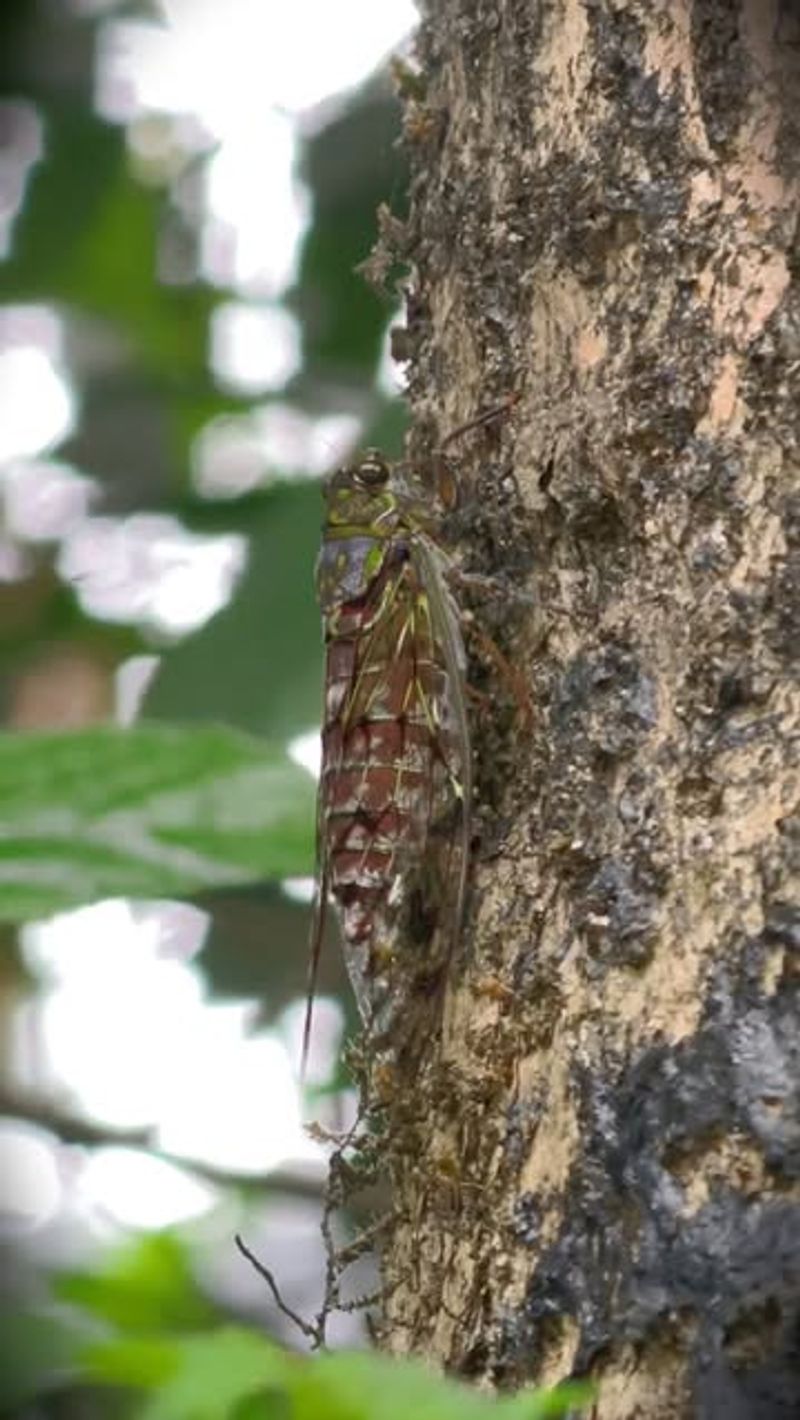 More Trees Can Mean More Cicada Noise