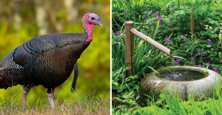 wild turkey and water feature