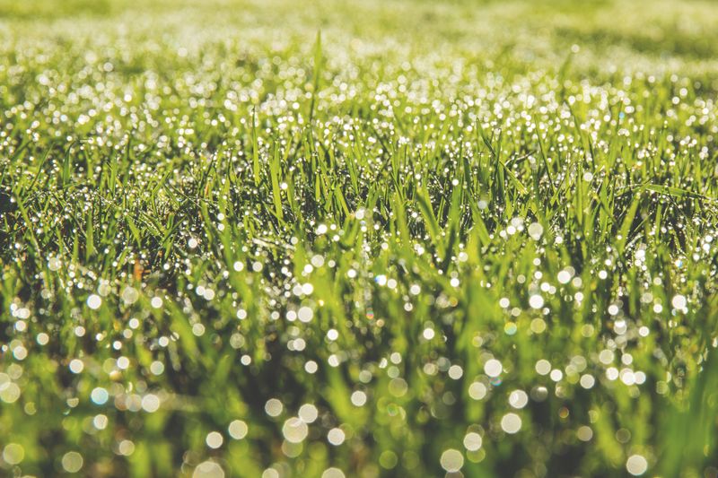 Morning Dew Is Not Enough To Save A Thirsty Lawn Morning Dew Is Not Enough To Save A Thirsty Lawn